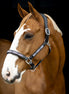 LJ Leathers Halster Pearl