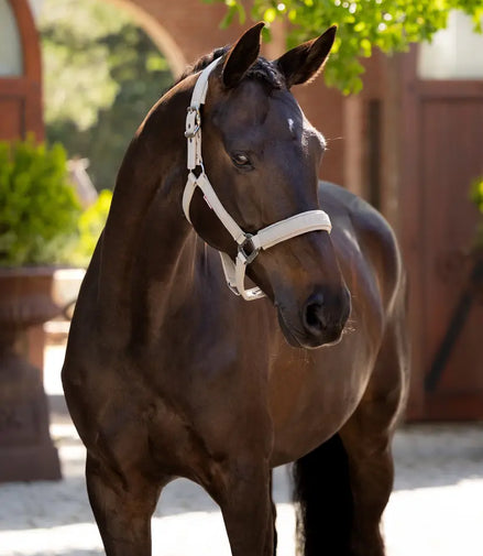 LeMieux Essence Halfter SS25