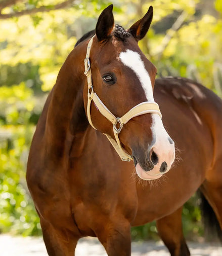 LeMieux Versailles Halster ss25