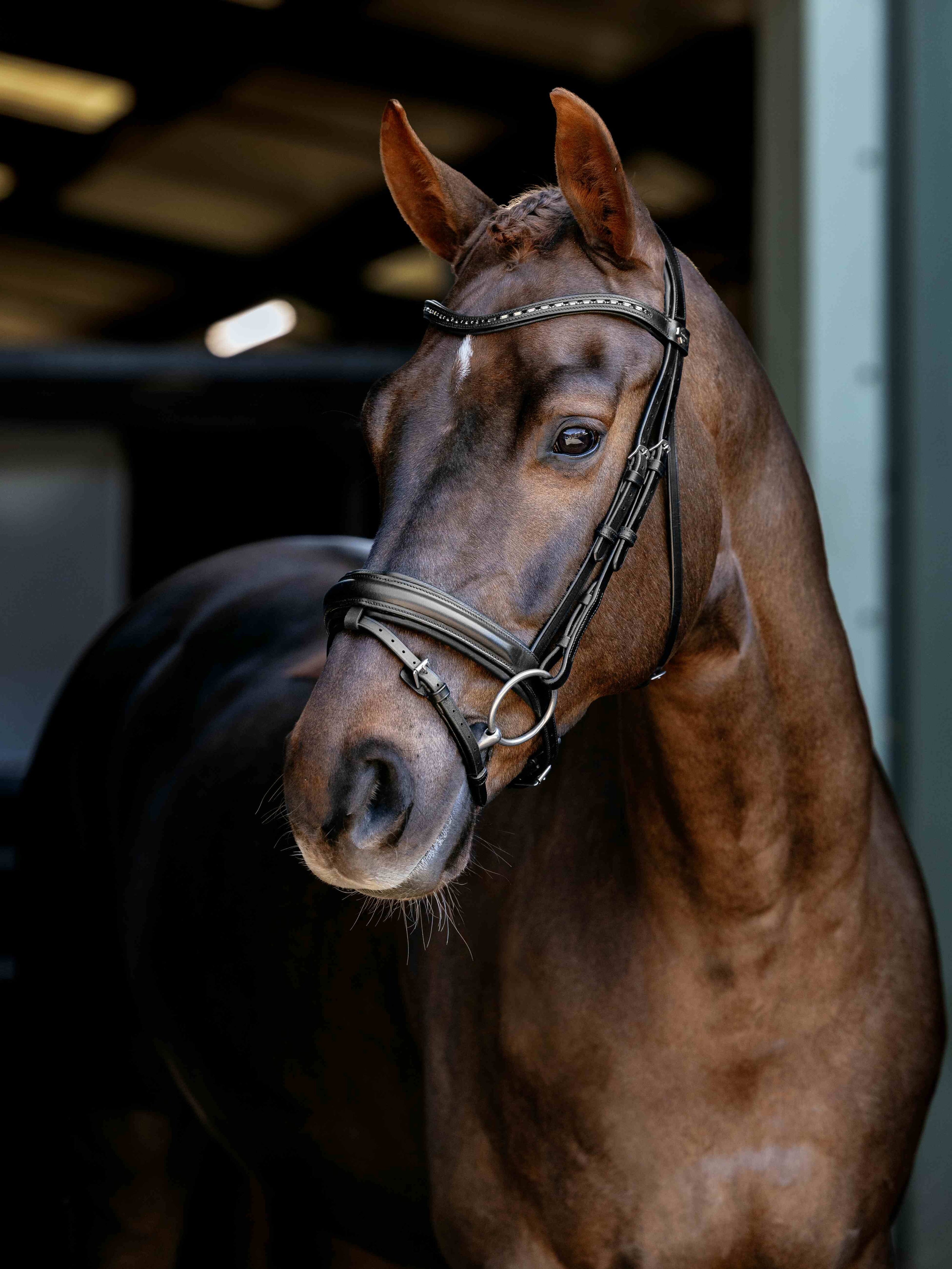 LeMieux Arika Dressage Hoofdstel