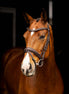 LeMieux Arika Dressage Hoofdstel