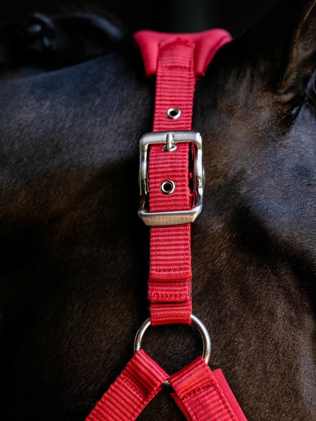 LeMieux Breakaway Vogue Halster – detailfoto 14