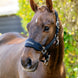LeMieux Breakaway Vogue Halster – detailfoto 6