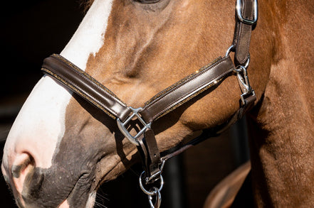 Halter HB Showtime Glitty