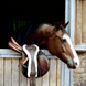 Kentucky Anatomische Singel Wol Singels - Maddelin Equestrian Kentucky