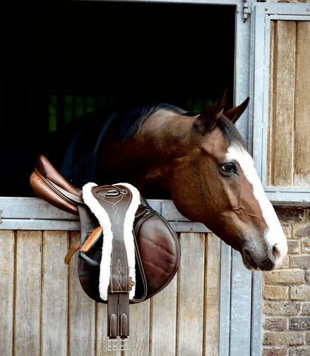 Kentucky Anatomische Singel Wol Singels - Maddelin Equestrian Kentucky