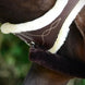 Kentucky Anatomische Singel Wol Singels - Maddelin Equestrian Kentucky