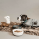 Kentucky Dog Coat Reflective & Water Repellent Dogwear - Maddelin Equestrian Kentucky