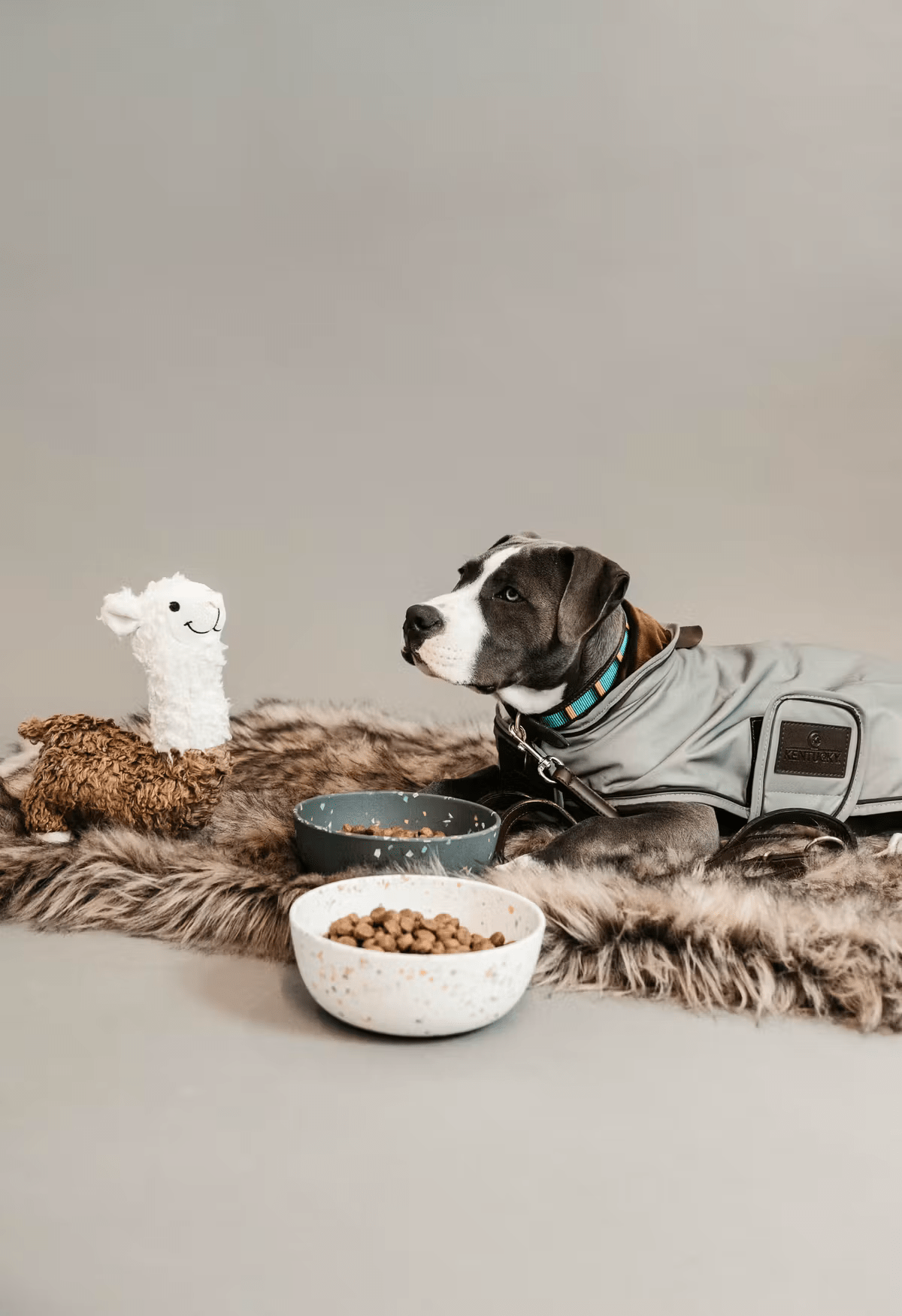 Kentucky Dog Coat Reflective & Water Repellent Dogwear - Maddelin Equestrian Kentucky