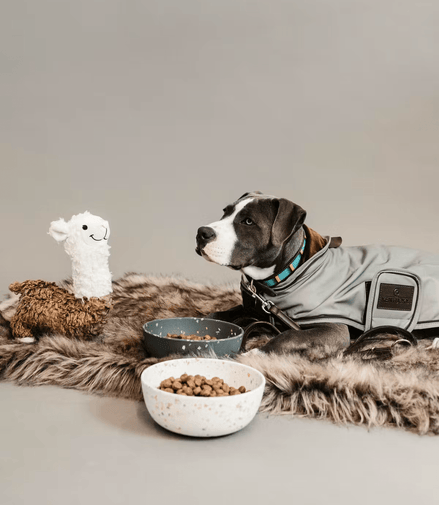 Kentucky Dog Coat Reflective & Water Repellent Dogwear - Maddelin Equestrian Kentucky