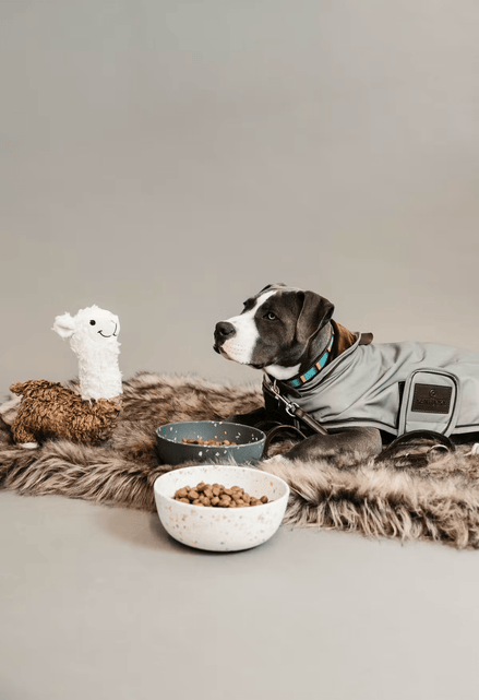Kentucky Dog Coat Reflective & Water Repellent Dogwear - Maddelin Equestrian Kentucky
