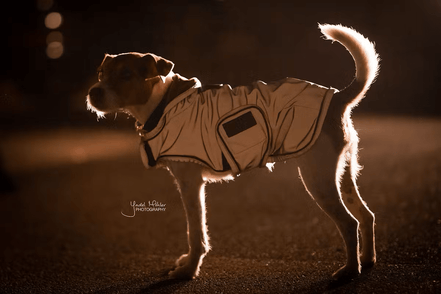 Kentucky Dog Coat Reflective & Water Repellent Dogwear - Maddelin Equestrian Kentucky