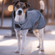 Kentucky Dog Coat Reflective & Water Repellent Dogwear - Maddelin Equestrian Kentucky