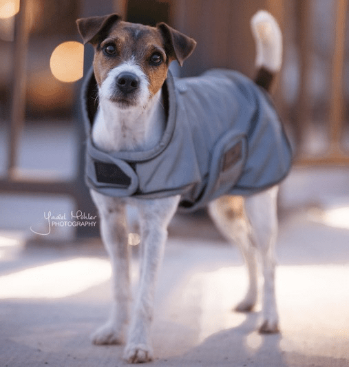 Kentucky Dog Coat Reflective & Water Repellent Dogwear - Maddelin Equestrian Kentucky