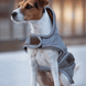 Kentucky Dog Coat Reflective & Water Repellent Dogwear - Maddelin Equestrian Kentucky