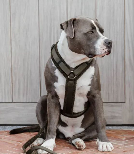 Kentucky Dog Harness Active Teddy Fleece Dogwear - Maddelin Equestrian Kentucky