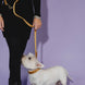Kentucky Dog Leash Velvet Adjustable Dogwear - Maddelin Equestrian Kentucky