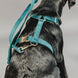 Kentucky Dog Leash Velvet Adjustable Dogwear - Maddelin Equestrian Kentucky