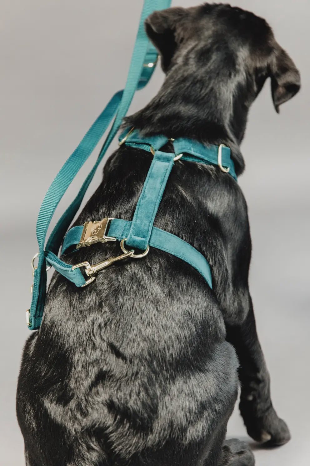 Kentucky Dog Leash Velvet Adjustable Dogwear - Maddelin Equestrian Kentucky