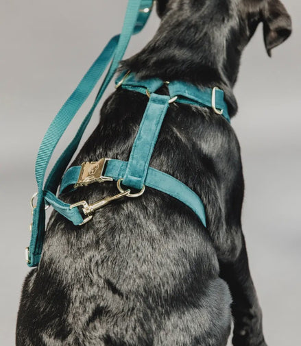 Kentucky Dog Leash Velvet Adjustable Dogwear - Maddelin Equestrian Kentucky