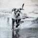 Kentucky Dog Raincoat Dogwear - Maddelin Equestrian Kentucky