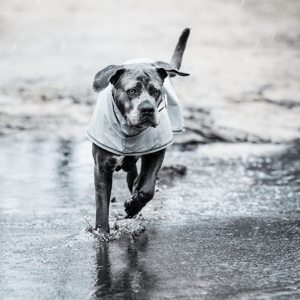 Kentucky Dog Raincoat Dogwear - Maddelin Equestrian Kentucky