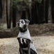 Kentucky Dog Raincoat Dogwear - Maddelin Equestrian Kentucky