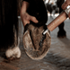 Kentucky Equi Hoef Zink Pasta Hoefverzorging - Maddelin Equestrian Kentucky