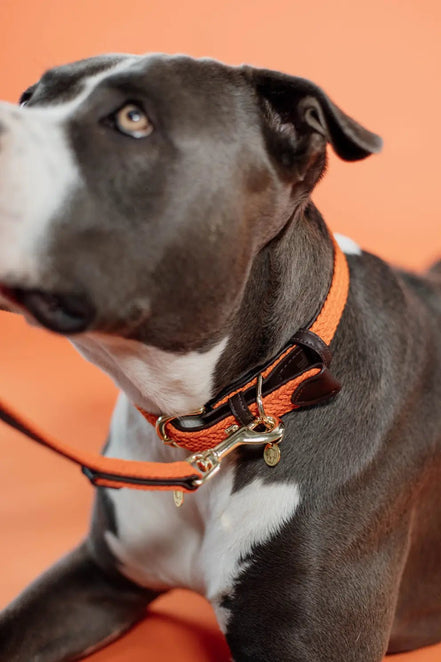 Kentucky Gevlochten nylon hondenhalsband Dogwear - Maddelin Equestrian Kentucky