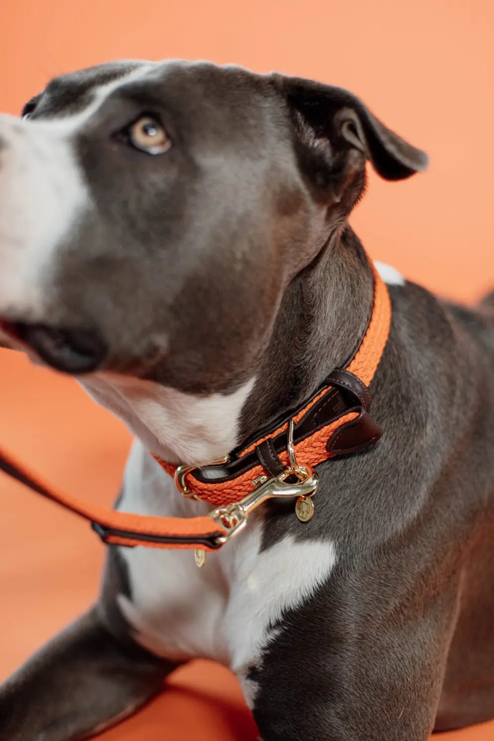 Kentucky Gevlochten nylon hondenhalsband Dogwear - Maddelin Equestrian Kentucky