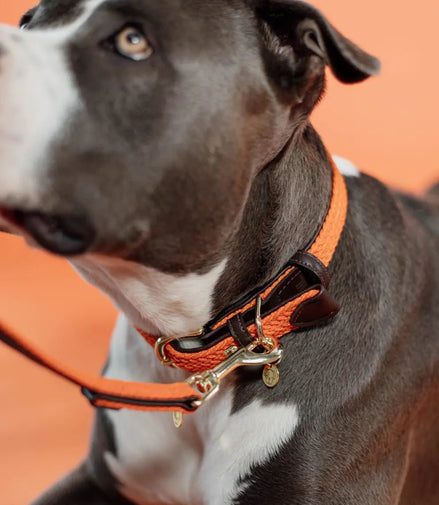 Kentucky Gevlochten nylon hondenhalsband Dogwear - Maddelin Equestrian Kentucky