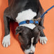 Kentucky Gevlochten nylon hondenhalsband Dogwear - Maddelin Equestrian Kentucky