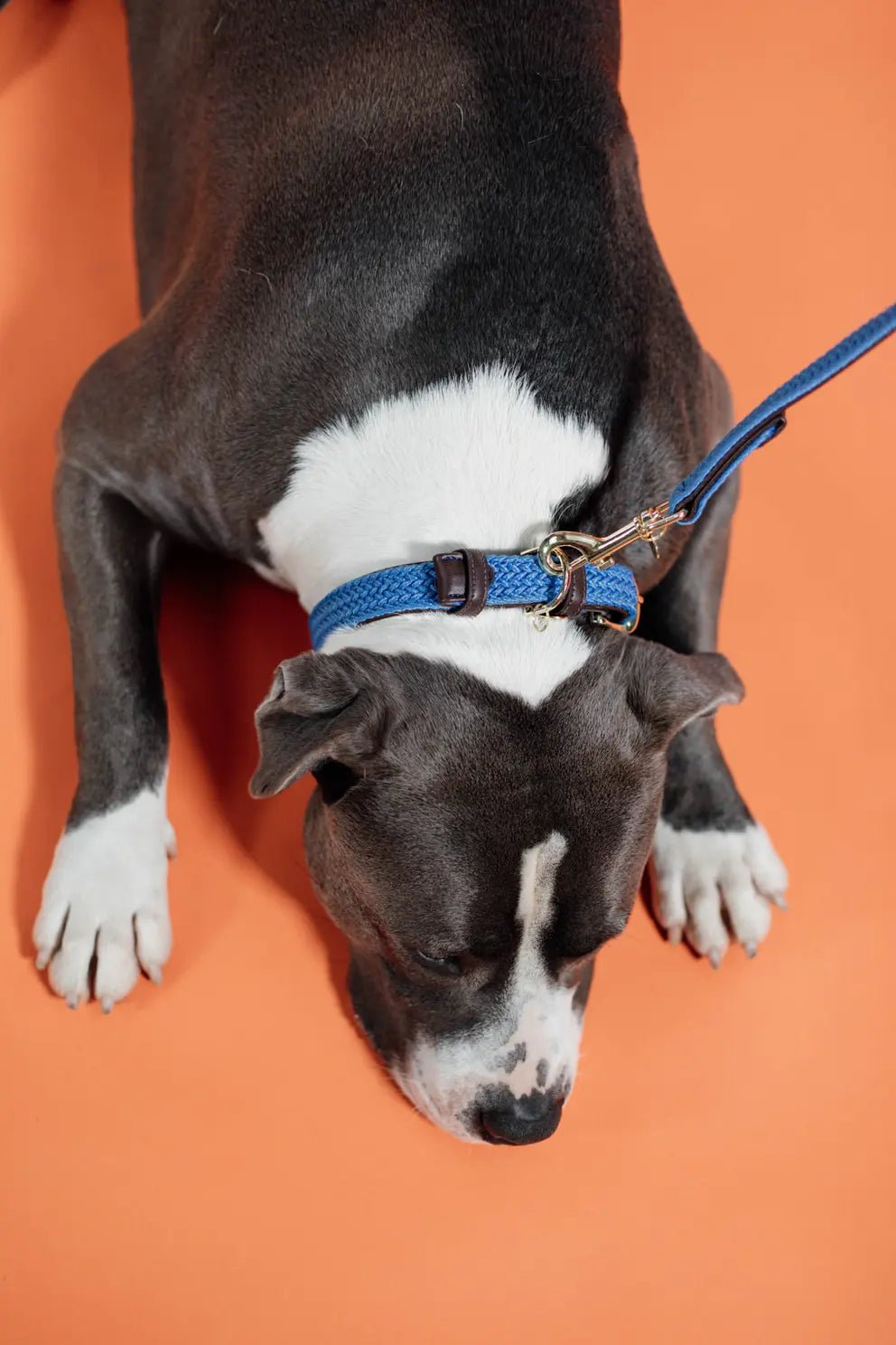 Kentucky Gevlochten nylon hondenhalsband Dogwear - Maddelin Equestrian Kentucky