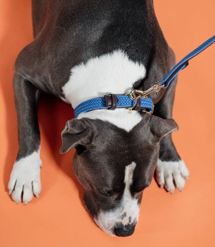 Kentucky Gevlochten nylon hondenhalsband Dogwear - Maddelin Equestrian Kentucky