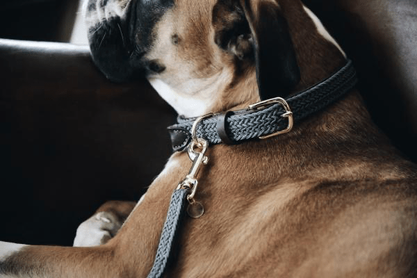 Kentucky Gevlochten Nylon hondenlijn Dogwear - Maddelin Equestrian Kentucky