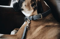 Kentucky Gevlochten Nylon hondenlijn Dogwear - Maddelin Equestrian Kentucky