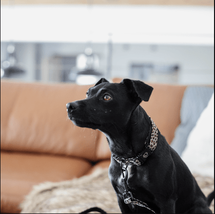 Kentucky Hondenhalsband Leopard Dogwear - Maddelin Equestrian Kentucky