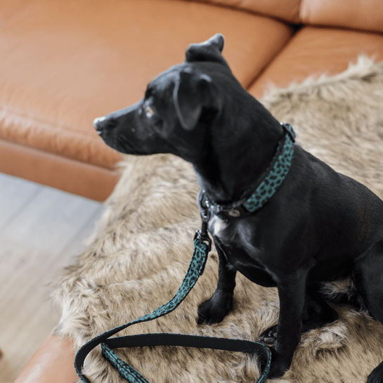 Kentucky Hondenhalsband Leopard Dogwear - Maddelin Equestrian Kentucky