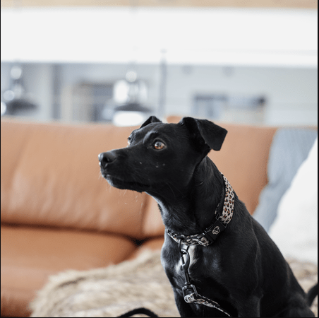 Kentucky Hondenhalsband Leopard Dogwear - Maddelin Equestrian Kentucky