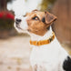 Kentucky Hondenhalsband Velvet Dogwear - Maddelin Equestrian Kentucky