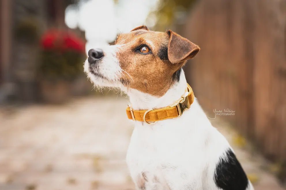 Kentucky Hondenhalsband Velvet Dogwear - Maddelin Equestrian Kentucky