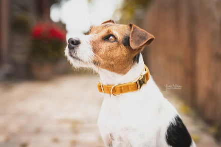 Kentucky Hondenhalsband Velvet Dogwear - Maddelin Equestrian Kentucky