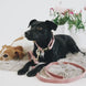 Kentucky Hondenhalsband Velvet Dogwear - Maddelin Equestrian Kentucky