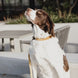 Kentucky Hondenhalsband Velvet Dogwear - Maddelin Equestrian Kentucky