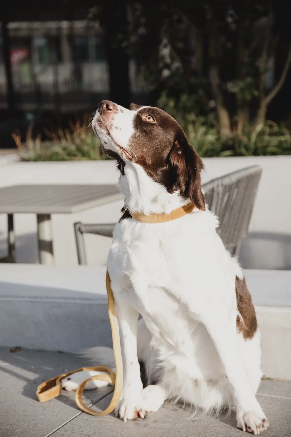 Kentucky Hondenhalsband Velvet Dogwear - Maddelin Equestrian Kentucky