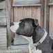 Kentucky Hondenhalsband Velvet Dogwear - Maddelin Equestrian Kentucky