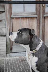 Kentucky Hondenhalsband Velvet Dogwear - Maddelin Equestrian Kentucky