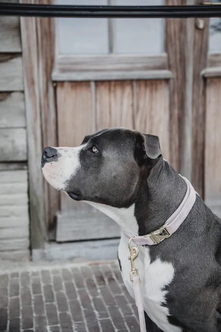 Kentucky Hondenhalsband Velvet Dogwear - Maddelin Equestrian Kentucky