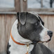 Kentucky Hondenhalsband Velvet Dogwear - Maddelin Equestrian Kentucky