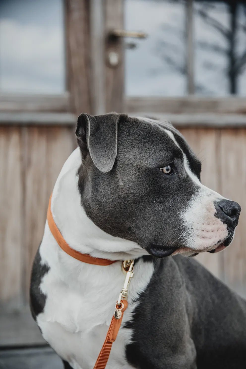 Kentucky Hondenhalsband Velvet Dogwear - Maddelin Equestrian Kentucky